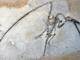 Fossil Discovery Challenges Assumptions About Pterosaur Ancestors