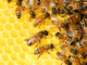 How bees can monitor pollution for us – everything from toxic metals to antimicrobial resistance