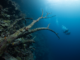Reviving Marine Biodiversity: Sunken Trees Prove Effective Reef Restorers