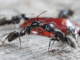 A battlefield for ants? New study on ant warfare shows we could manipulate their fights