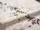 Ants’ Nest-Building Strategies Inspire Innovative Traffic Solutions