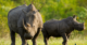 Farmed rhinos will soon ‘rewild’ the African savanna