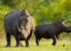 Farmed rhinos will soon ‘rewild’ the African savanna