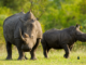 Farmed rhinos will soon ‘rewild’ the African savanna