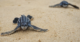 First-of-Its-Kind Research Sheds Light on Leatherback Sea Turtle Nesting Challenges