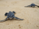 First-of-Its-Kind Research Sheds Light on Leatherback Sea Turtle Nesting Challenges
