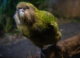 How gene mapping almost all remaining kākāpō will help NZ’s rare night parrot survive
