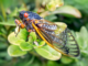 Some Cicadas Take 17 Years to “Wake Up.” Here’s What’s Taking Them So Long.