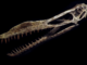 What’s Up With That Pterosaur’s Teeth?