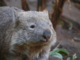 2 biggest threats to wombats revealed in new data gathered by citizen scientists