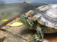 Moonlight basking and queer courting: new research reveals the secret lives of Australian freshwater turtles