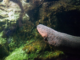 Electric Eels Found to Possess Surprising Genetic Modification Abilities