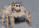 Everybody has a spider story, but these amazing creatures are often misunderstood