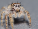 Everybody has a spider story, but these amazing creatures are often misunderstood