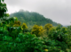 New Research Reveals Discrepancies in Carbon Flux Estimates from Tropical Forests