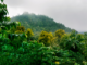 New Research Reveals Discrepancies in Carbon Flux Estimates from Tropical Forests