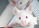 New Study Reveals How Neurons Control Feeding Patterns in Mice