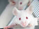 New Study Reveals How Neurons Control Feeding Patterns in Mice