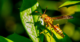 New Study Reveals Social Interactions Enhance Cognitive Abilities in Paper Wasps