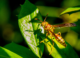New Study Reveals Social Interactions Enhance Cognitive Abilities in Paper Wasps