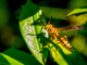 New Study Reveals Social Interactions Enhance Cognitive Abilities in Paper Wasps