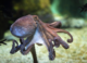 Octopus Brilliance With Mark Rober