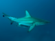 I set out to investigate where silky sharks travel − and by chance documented a shark’s amazing power to regenerate its sabotaged fin