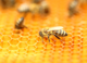 As Varroa spreads, now is the time to fight for Australia’s honey bees – and you can help