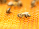 As Varroa spreads, now is the time to fight for Australia’s honey bees – and you can help