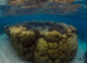 Sentinels of the sea: ancient boulder corals are key to reef survival in a warmer world