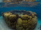 Sentinels of the sea: ancient boulder corals are key to reef survival in a warmer world
