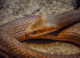 Are We In an Arms Race Against Snakes?