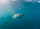 New Study Reveals Juvenile Great White Sharks’ Nursery Behavior