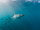 New Study Reveals Juvenile Great White Sharks’ Nursery Behavior