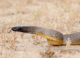 Venomous snakes could start migrating in large numbers if we hit 5°C warming