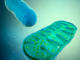 South Korean Scientists Explore Artificial Mitochondria