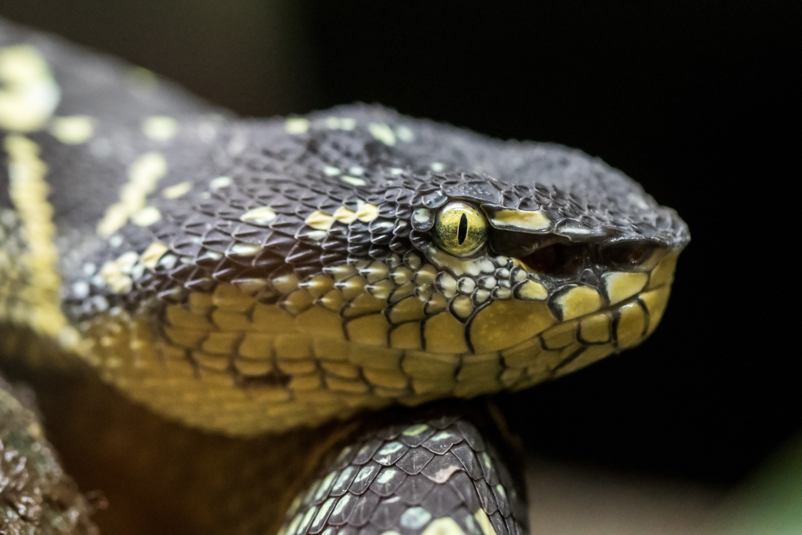 Venomous! New pit viper discovered in China
