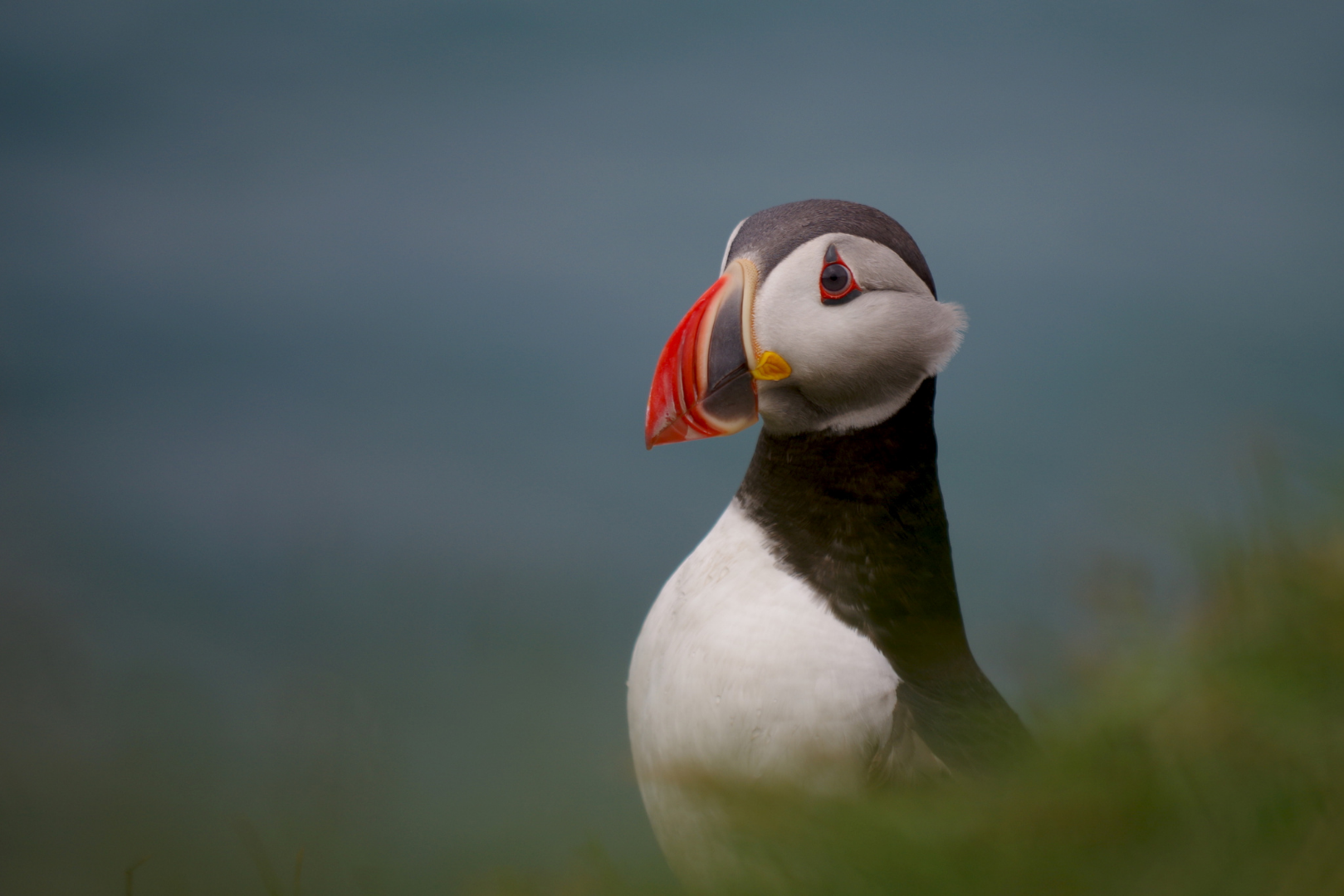 Atlantic Puffin  National Geographic