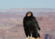 Bizarre Case of Two Condor Chicks, Which Hatched From Unfertilized Eggs, Reported