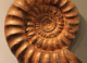 You Can Still See the Muscles In This 165-Million-Year-Old Ammonite Fossil