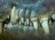 How Teeth Changed the Evolution Game (And Why Some Animals Lost Them Anyway)