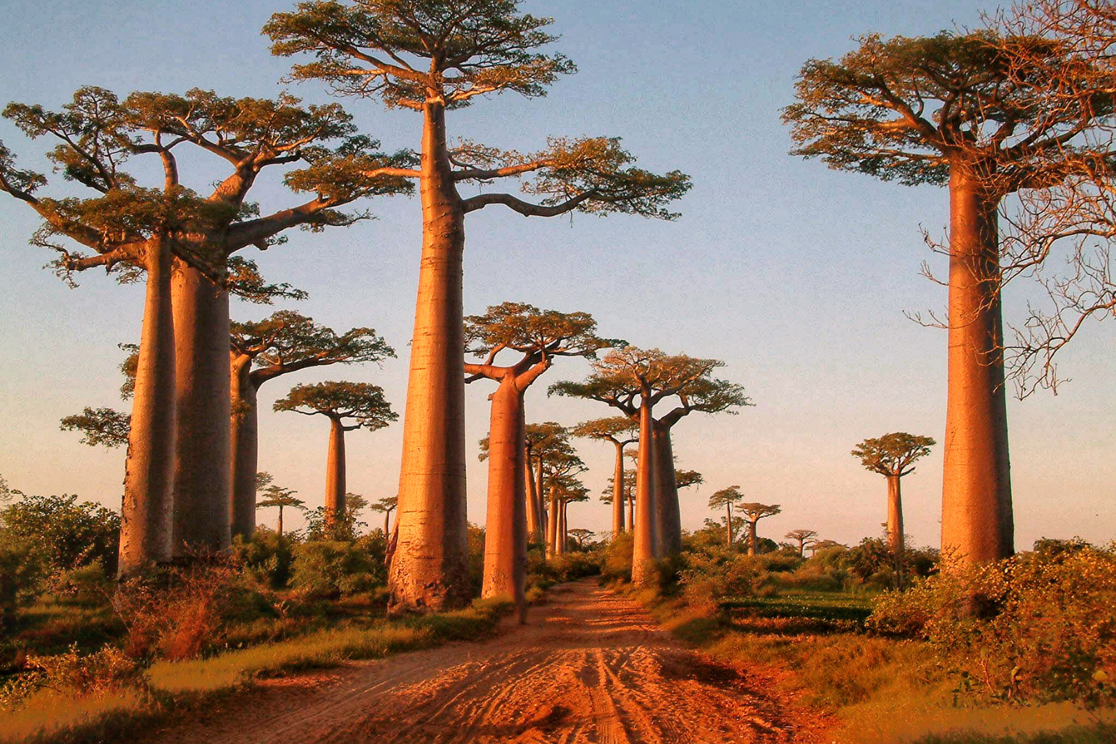 Discovering the forest wonders of Africa – and the threats they face -  Climate Champions