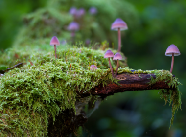The secret world of moss, ancient ancestor of all plants and vital for the  health of the planet