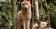 From wolf to chihuahua: new research reveals where the dingo sits on the evolutionary timeline of dogs