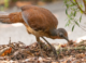 Listen to the Albert’s lyrebird: the best performer you’ve never heard of