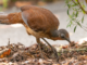 Listen to the Albert’s lyrebird: the best performer you’ve never heard of