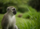 Monkeys can sense their own heartbeats, an ability tied to mental health, consciousness and memory in humans