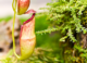 Nature Bites: The Pitcher Plant