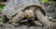 Sir David Attenborough Meets “Lonesome George”