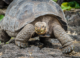 Sir David Attenborough Meets “Lonesome George”